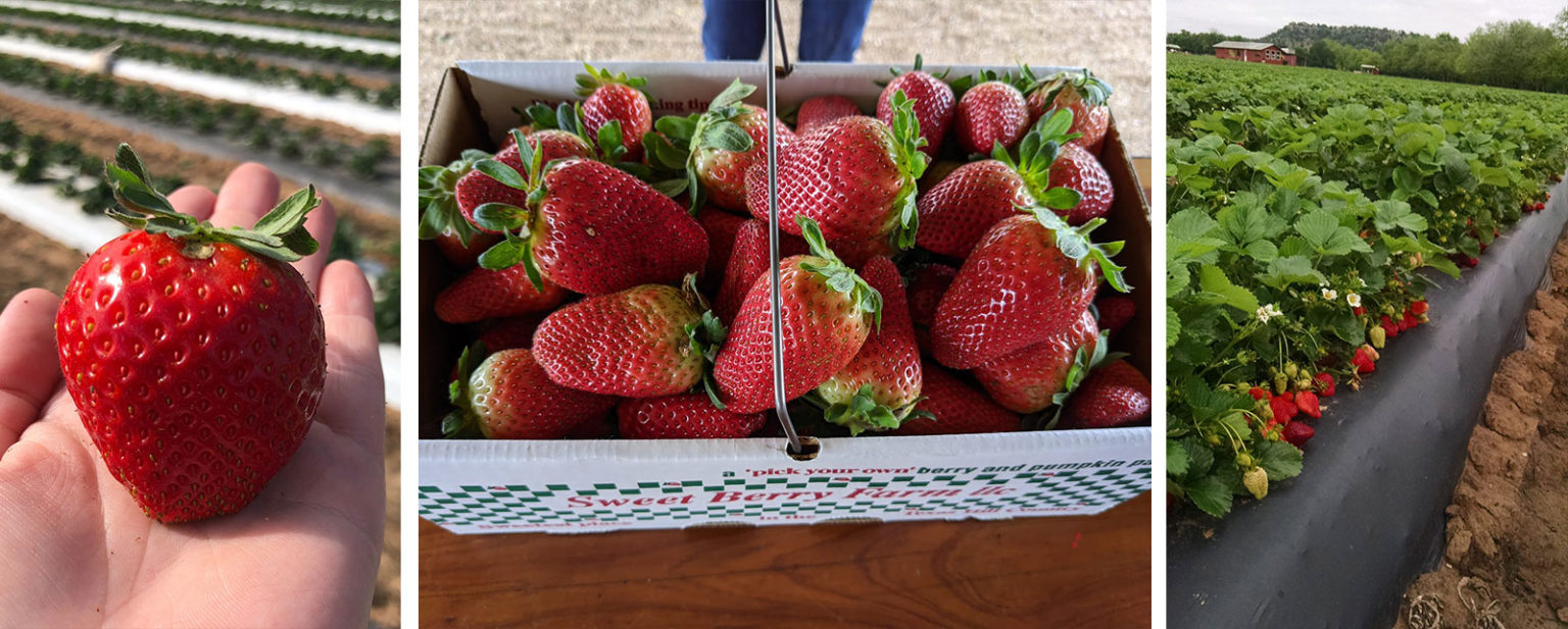 Fantastic Field Trip Sweet Berry Farm in Marble Falls Gregg Ranch